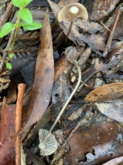 Mycena albidofusca