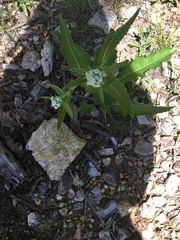 Monarda bradburiana