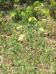 Monarda bradburiana