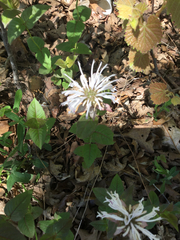 Monarda bradburiana