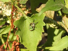 Chinavia abnormis