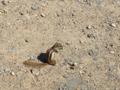 Atlantoxerus getulus