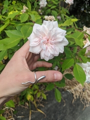 Rosa noisettiana