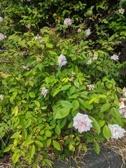 Rosa noisettiana