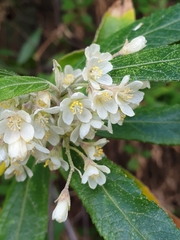 Asterotrichion discolor