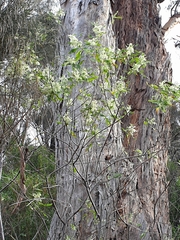 Asterotrichion discolor