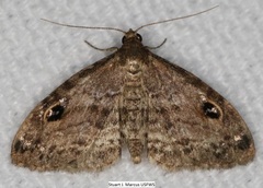 Melanomma auricinctaria