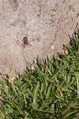 Trachelopachys
