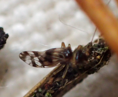 Propsocus pulchripennis
