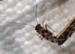 Propsocus pulchripennis