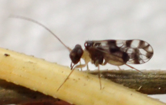 Propsocus pulchripennis