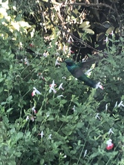 Colibri