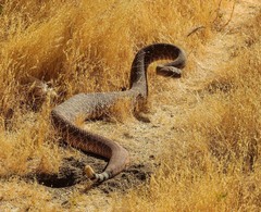 Crotalus ruber ruber