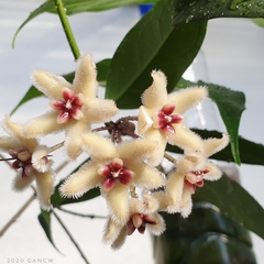 Hoya buotii