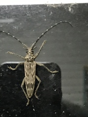 Elytrimitatrix undata