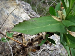 Goodenia decurrens
