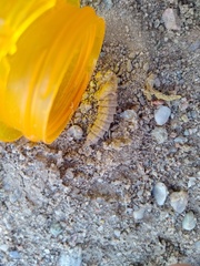 Opomydas townsendi