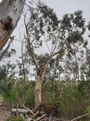 Eucalyptus tenuiramis