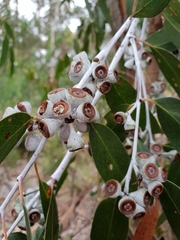 Eucalyptus tenuiramis