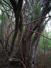 Piptadenia retusa