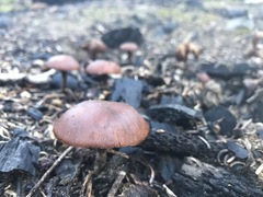 Pholiota highlandensis