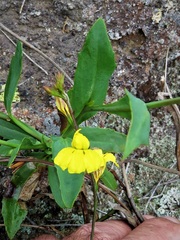 Goodenia decurrens