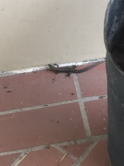 Pholidobolus montium