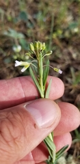Boechera grahamii