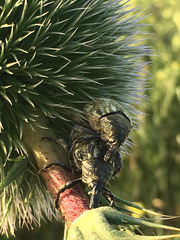 Larinus onopordi
