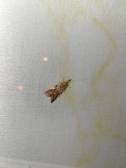 Hypochalcia propinquella