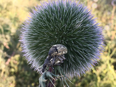 Larinus onopordi