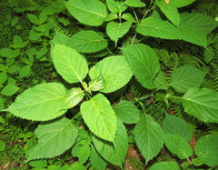 Collinsonia canadensis