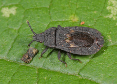 Neuroctenus pseudonymus