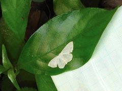 Scopula propinquaria