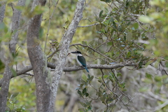 Todiramphus sordidus