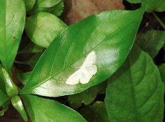 Scopula propinquaria