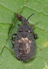 Neuroctenus pseudonymus
