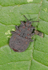 Neuroctenus pseudonymus