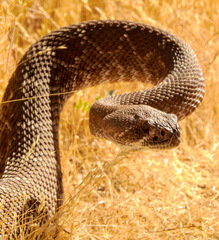 Crotalus ruber ruber