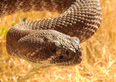 Crotalus ruber ruber