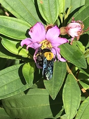 Xylocopa flavonigrescens