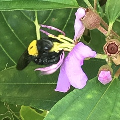 Xylocopa flavonigrescens