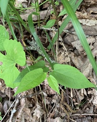 Endodeca serpentaria