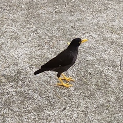 Acridotheres javanicus