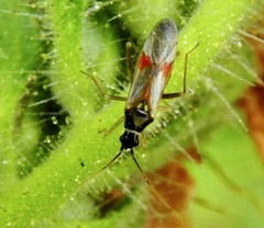 Tupiocoris californicus