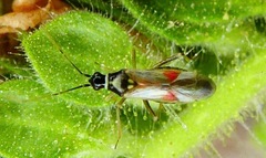 Tupiocoris californicus