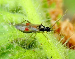 Tupiocoris californicus