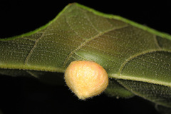 Phylloxera caryaeavellana