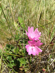 Sidalcea malviflora malviflora