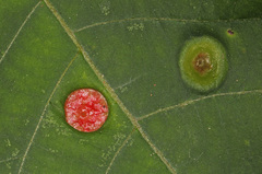 Phylloxera caryaeavellana